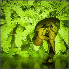 Maidenhair Projection 0856